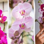 Orchidey vs. slnko: koľko svetla kvetina skutočne potrebuje